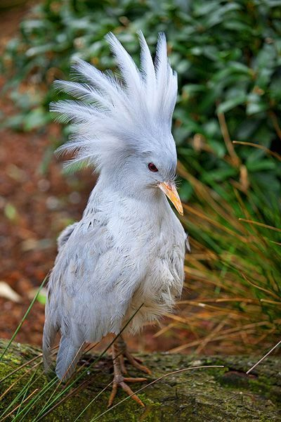 Bird Talk 🛜🦅🪺🦉🐦🦜🪿🦢🦆🦃 tweet media