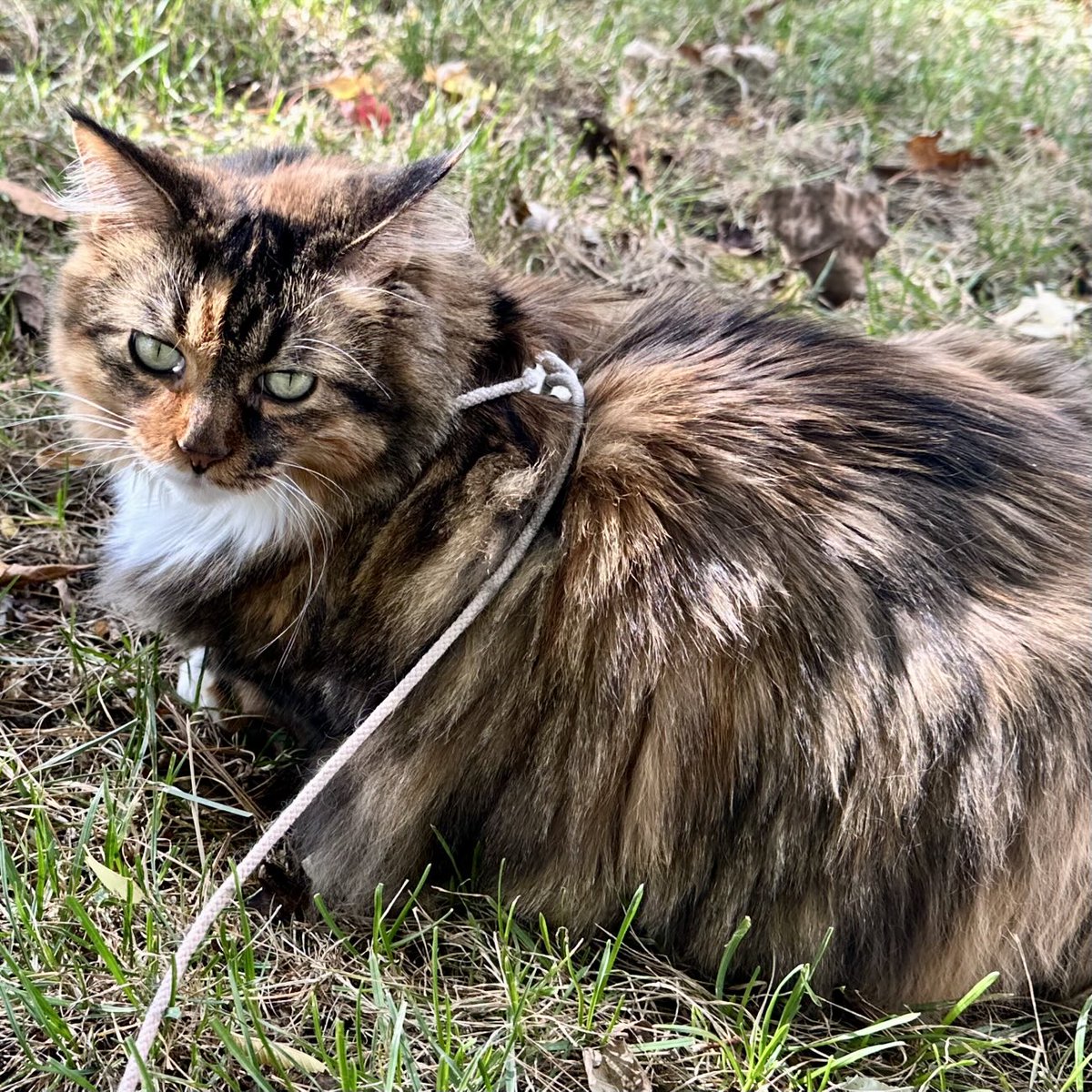 Loafing around on a fall day 😺🍁🍂