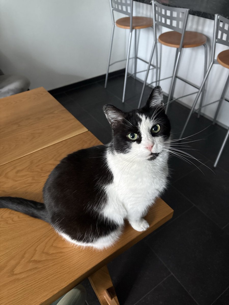LeRipate's tweet photo. @gomar_melade Ça c’est mon Clifford ! Le petit chat pas rouge ! https://t.co/V6FHdZoSvz