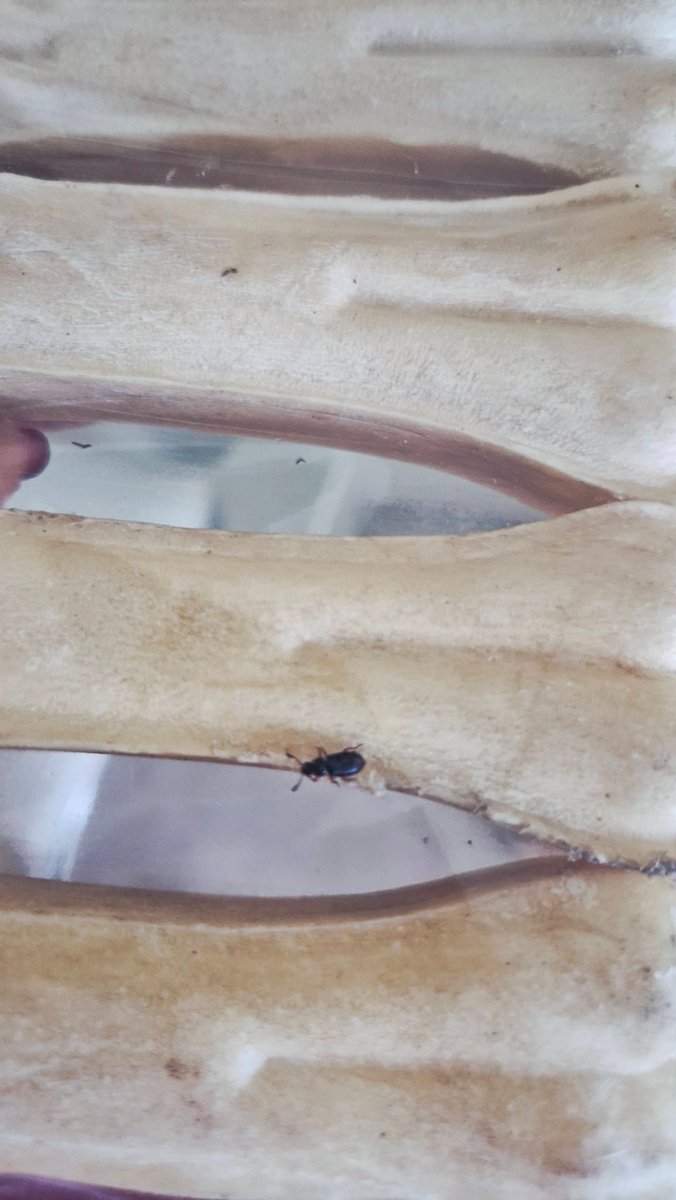BiswasDrrasika's tweet photo. @SwiggyInstamart @SwiggyCares sold me a sealed Nootie Dog Bone with a COCKROACH inside 🪳. This is utterly pathetic! Such contaminated food shows how poorly products are stored. If this is the condition of a bone, I can’t imagine how other items must be kept. @FSSAIIndia https://t.co/gHdfVXXRw9