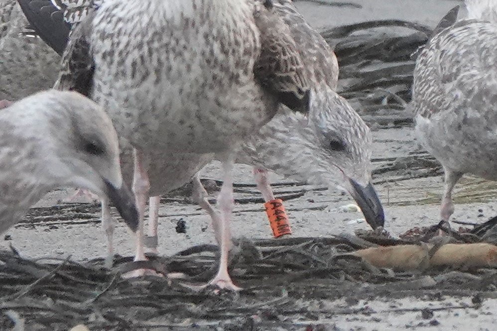 Rathlin Stickybeak tweet media