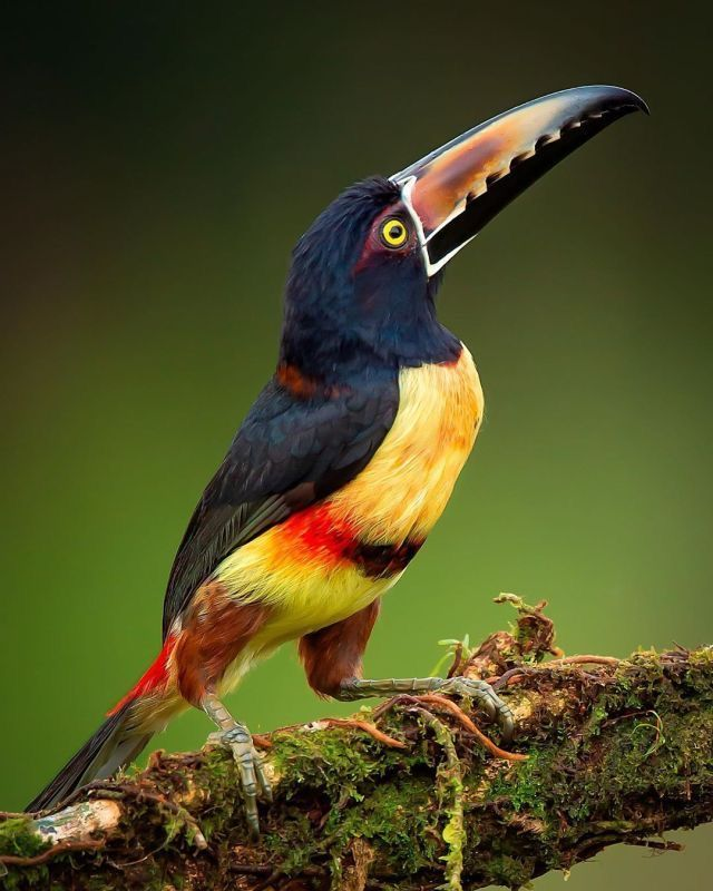 Bird Talk 🛜🦅🪺🦉🐦🦜🪿🦢🦆🦃 tweet media