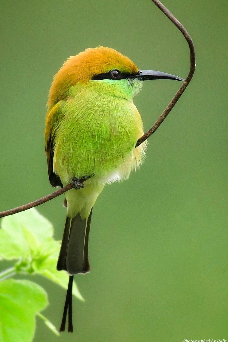 Bird Talk 🛜🦅🪺🦉🐦🦜🪿🦢🦆🦃 tweet media