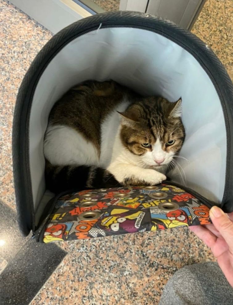 🐾 ACİL YUVA / GEÇİCİ YER ARANIYOR – KADIKÖY BEDRİ RAHMİ EYÜBOĞLU SOKAK 🐾

Sahibi vefat eden bu kedi, eşyaları ve yatağıyla birlikte apartmandan dışarı atıldı...
Günlerdir apartman girişinde bekliyor, korkudan dışarı çıkamıyor. Yemeğe, suya dokunmuyor.
Kedinin hem psikolojik hem