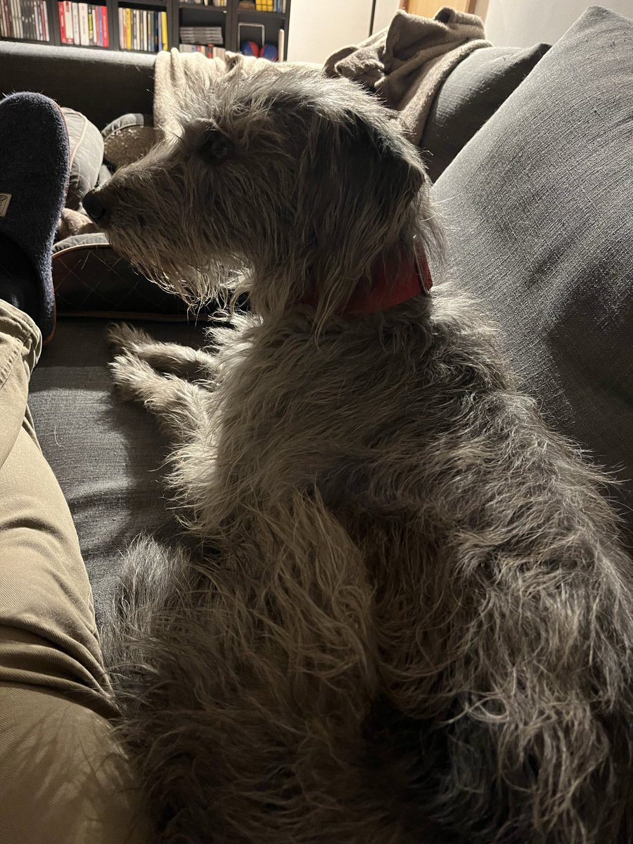 Radio3 on the radio, one dog hiding under a blanket and one dog shaking like a shitting dog but next to her dad.