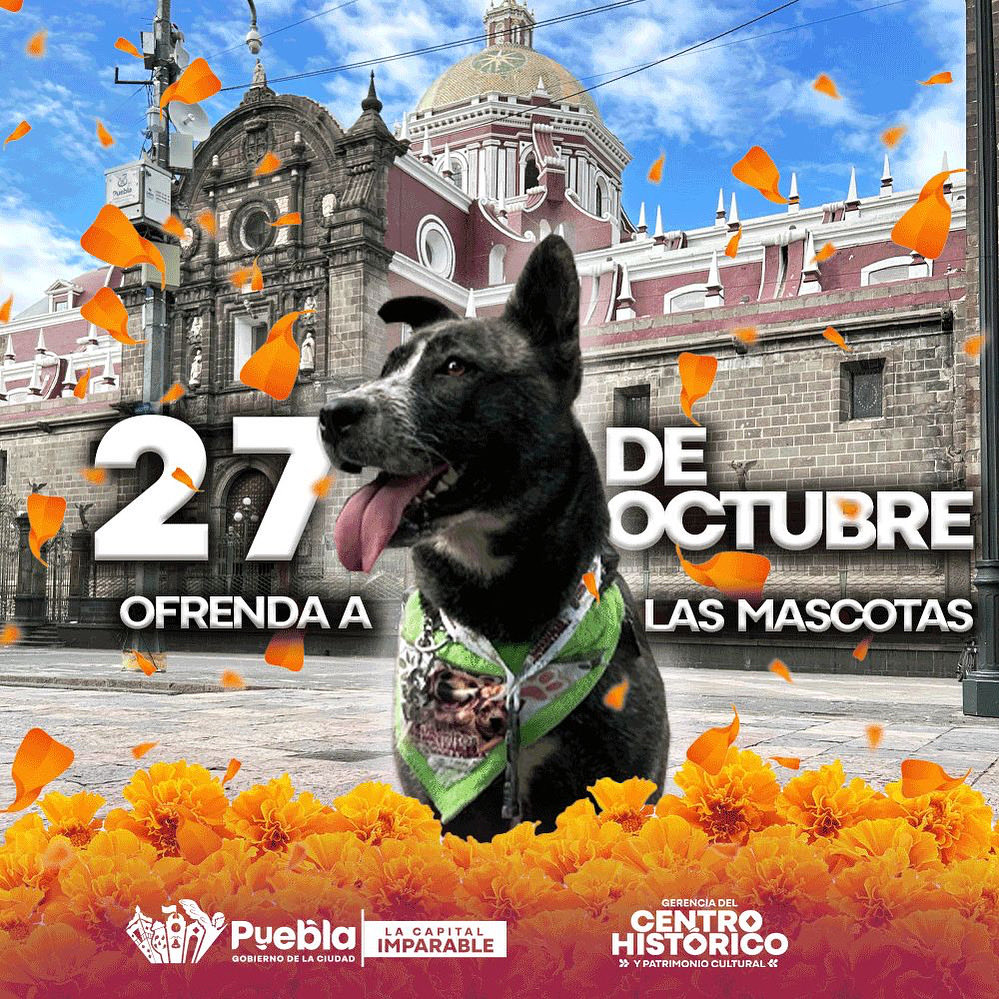 🌼🐾 Este 27 de octubre rendimos homenaje a quienes llenaron nuestra vida de amor incondicional.
La ofrenda a las mascotas nos invita a recordar a esos compañeros fieles que siguen vivos en nuestro corazón. 💕

#DíaDeMuertos #OfrendaAnimal #AmorEterno #PatriSiempre