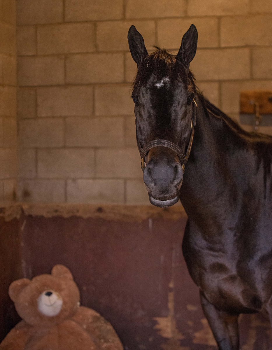 DORTH VADER with her favorite teddy bear named Ewok this morning at Del Mar. The G1 <a href="/BreedersCup/">Breeders' Cup</a> Distaff contender is comforted by the bear’s fuzzy and smiling little face and enjoys looking at it while she relaxes in her stall. 

paulickreport.com/news/thoroughb…