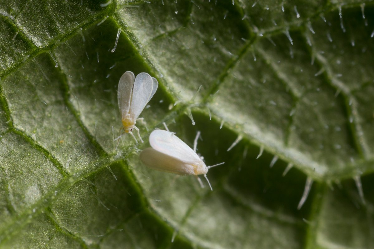 Koppert México tweet media