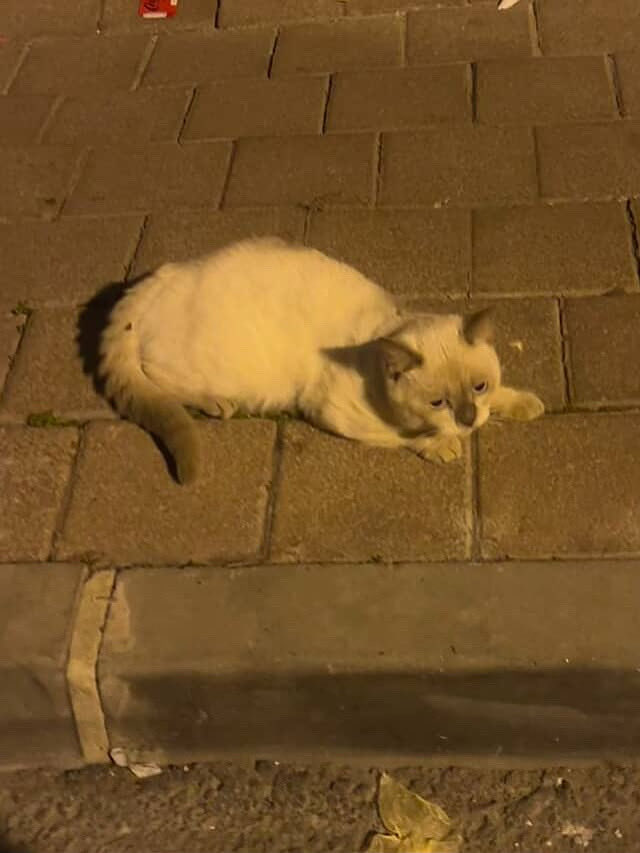 merhaba Fatih’te sokakta bir siyam cinsi kedi gördük ev kedisi gibi ve korkaktı acaba evden kaçmış olabilir mi fotoğraflarını atabilirim belki story atarsanız sahibi görür..

İnstagram @noirzcest