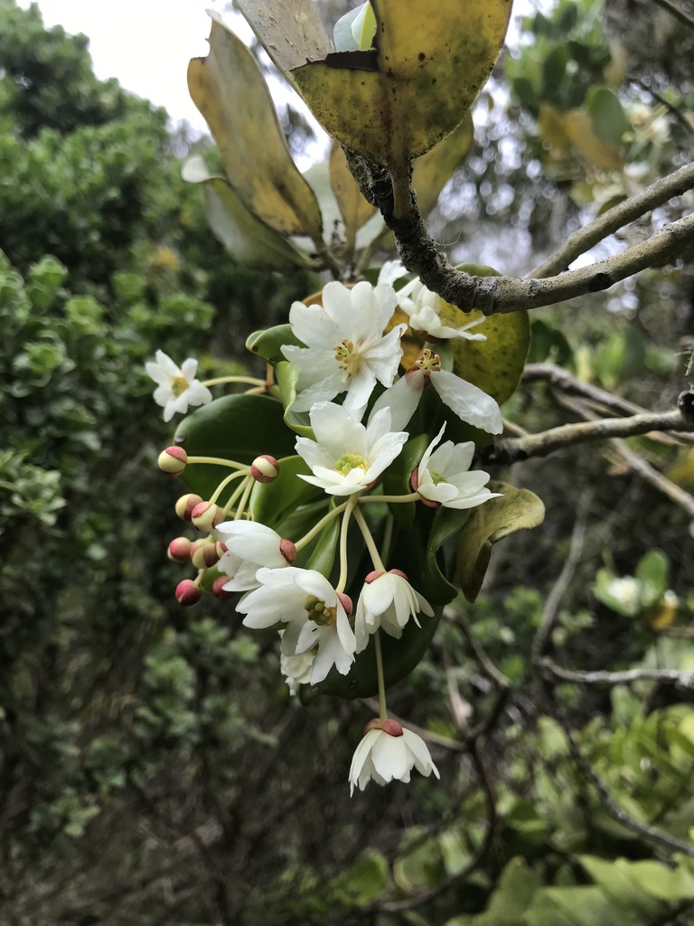 Ladera Sur 🌎 tweet media