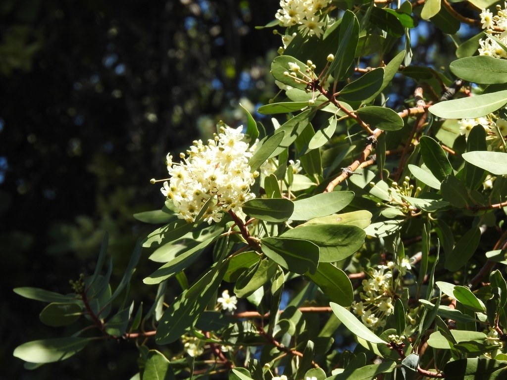 Ladera Sur 🌎 tweet media