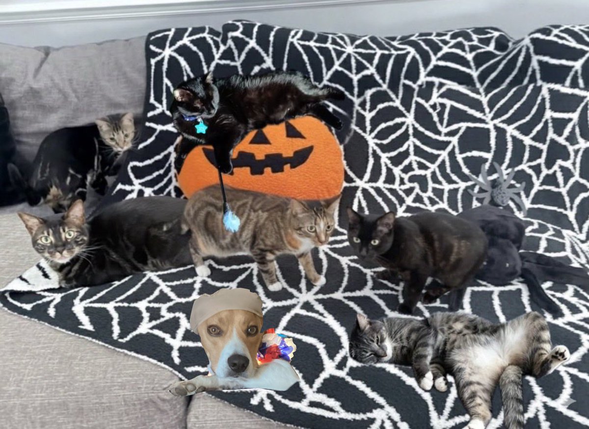 <a href="/dreamwastaken/">dream</a> <a href="/totostacia/">toto</a> My cat max wanted to join with the ladies