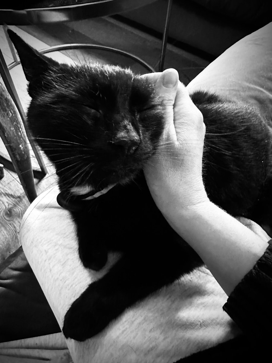 #nationalblackcatday ❤️