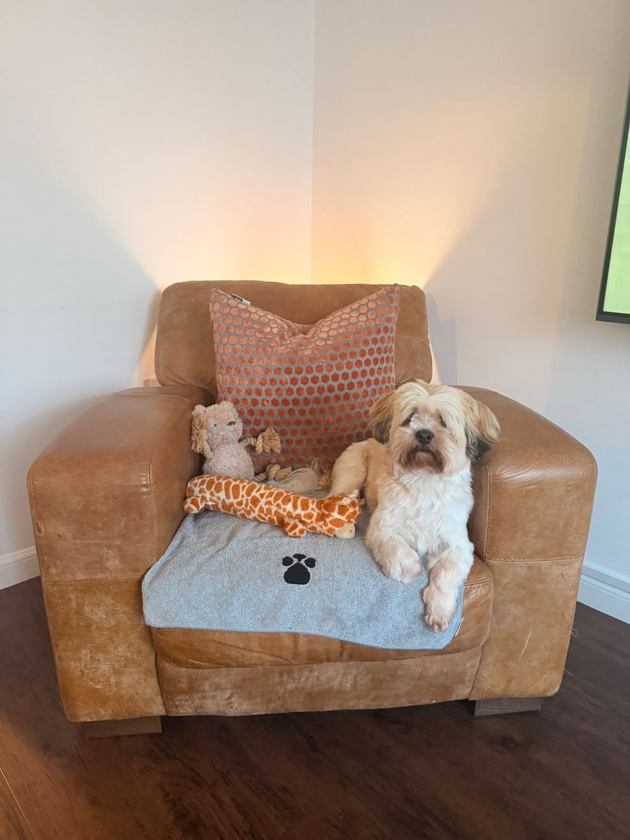 Fastaldo's tweet image. 🐶A dogs life🧡