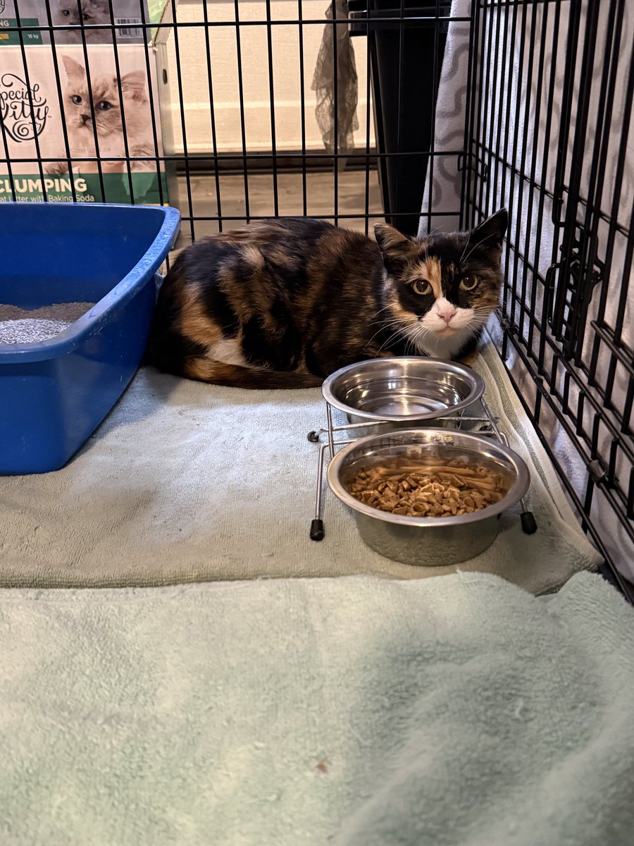 Second Chance Animal Rescue Society (SCARS) (@scars_alberta) on Twitter photo Week 4 of our 12 Weeks of Raffles!
We are thrilled to keep giving some of our followers some extra money as we lead up to the holiday season!
Grab your tickets here:
rafflebox.ca/raffle/week4
Draw is on Sunday at NOON 🥰
For our over 175 kittens in care… we need this to be a Week 4 of our 12 Weeks of Raffles!
We are thrilled to keep giving some of our followers some extra money as we lead up to the holiday season!
Grab your tickets here:
rafflebox.ca/raffle/week4
Draw is on Sunday at NOON 🥰
For our over 175 kittens in care… we need this to be a