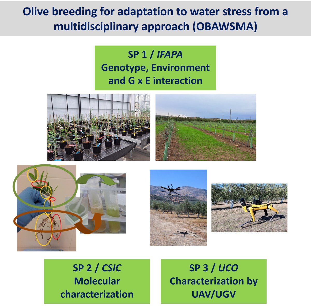 mejoradeolivo's tweet photo. Oportunidad predoctoral en nuestro nuevo proyecto: Mejora de olivo para la adaptación a estrés hídrico desde un enfoque multidisciplinar / Olive breeding for adaptation to water stress from a multidisciplinary approach
🗓 Plazo solicitud: 10 de noviembre
https://t.co/UspU0gPmyK https://t.co/hfTCLwlGGx