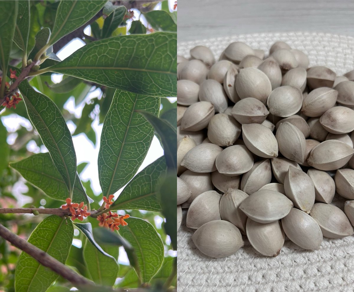 Flowerページ♡ 🐨Momo🧢 on X