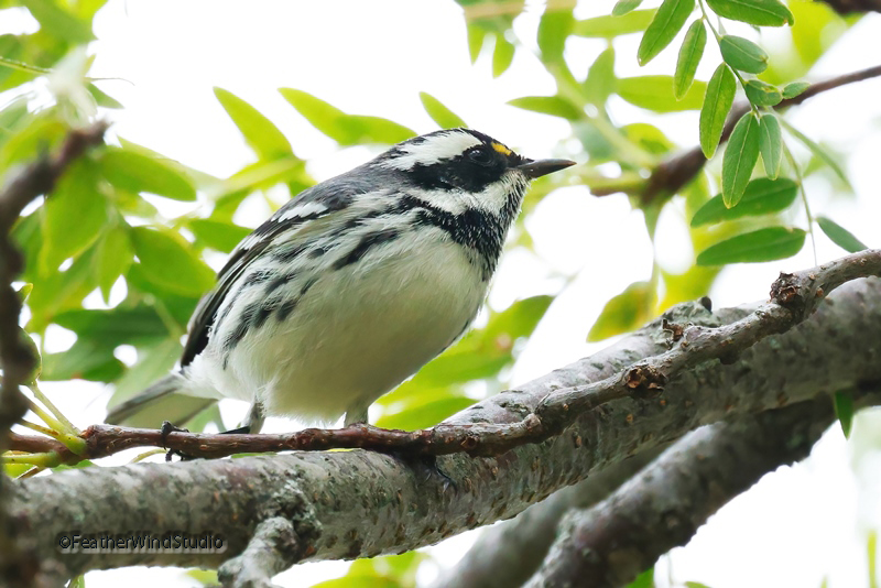 FeatherWindStudio tweet media