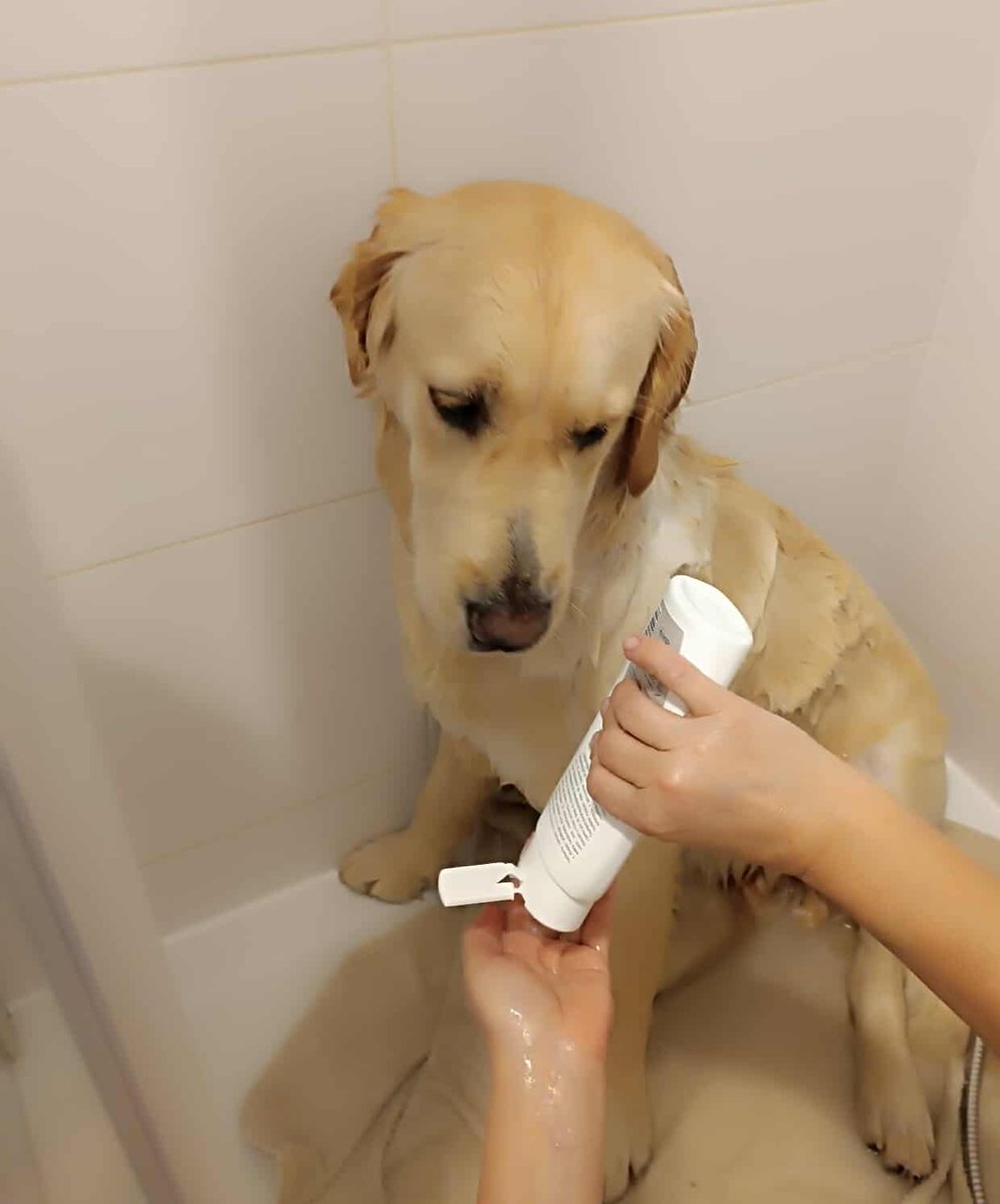 - Ale jak to, że truchłem i że jak nieboskie stworzenie?! Przecież to były najlepsze psie kokoszanellnimersęk🐶