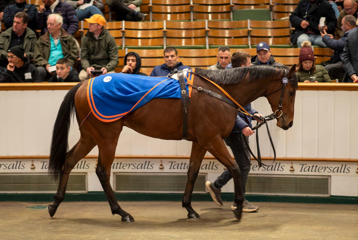 Racing Post Bloodstock tweet media