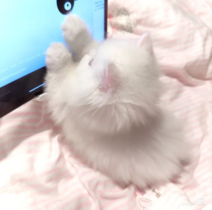 =͟͟͞★𝙀𝙡𝙖𝙧𝙖 tweet media