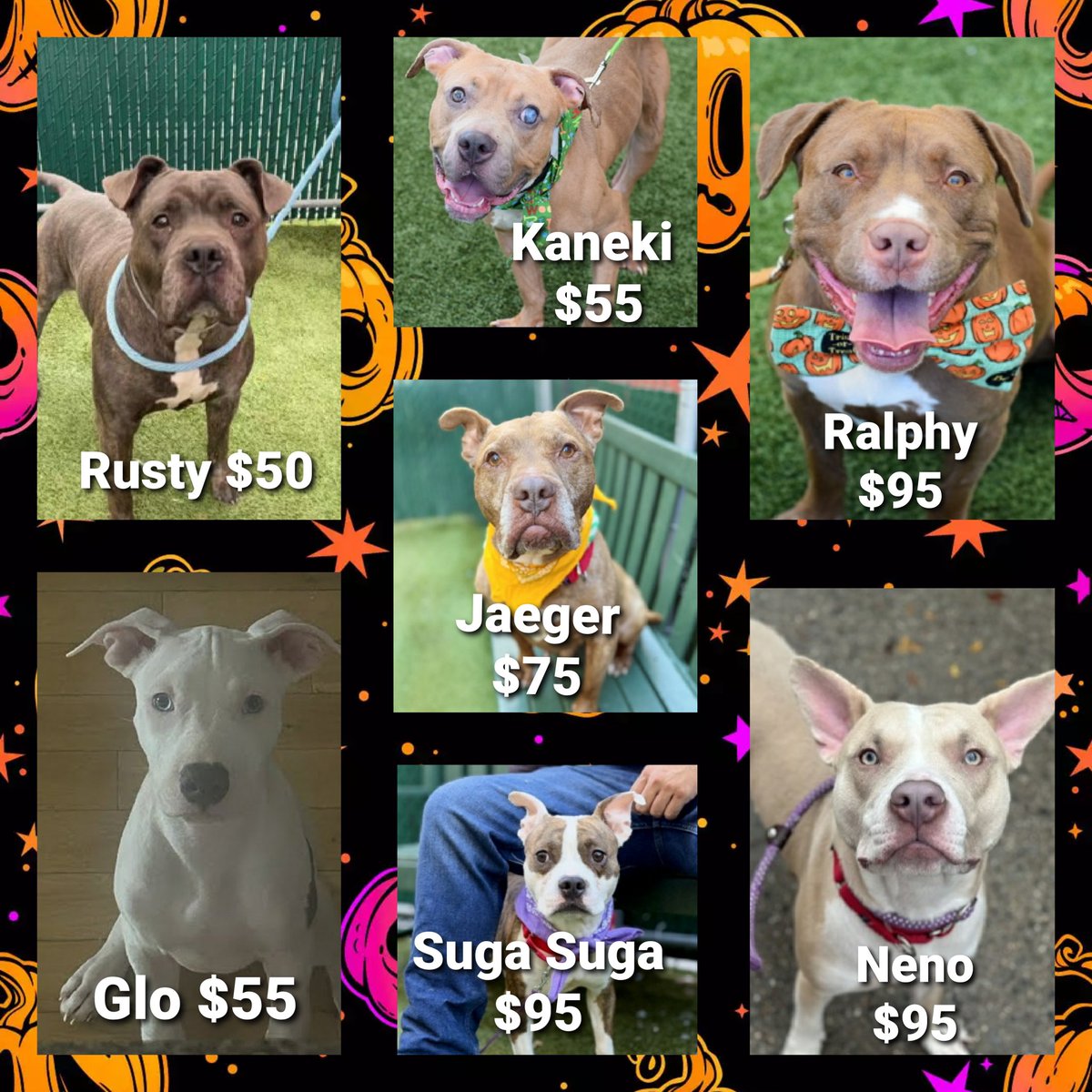 MyBoxerLuvMac1's tweet image. 💢 7 Sweethearts
All Relisted for: 10/28💉
▪️Low in Pledges
#NYCACC 💢

No amt is 2 small!
#pledge4ResQ

▪️Rusty 50
▪️Glo 55
▪️Kaneki 55
▪️Jaeger 75
▪️Suga Suga 95
▪️Ralphy 95
▪️Neno 95

💢All need #Fosters/#Adopters 2 save!

◽If in N.East, apply:
▪️Pls DM: @CathyPolicky

Tyvm💞