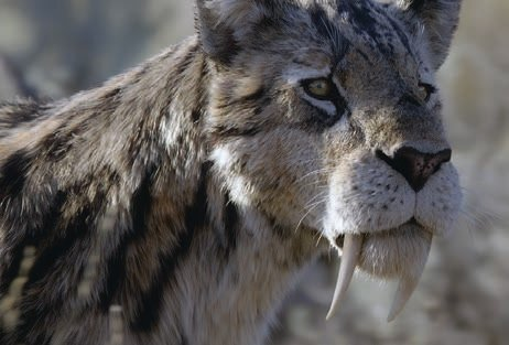 CrestedThunder's tweet image. These aren't 3D models btw these are actual Smilodon