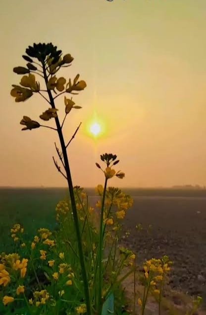 sonuydv87's tweet image. गांव की सुबह शांति, सुकून और प्राकृतिक सुंदरता से भरी होती है, जहाँ पंछियों की चहचहाहट, खेतों की सौंधी खुशबू और ताज़ी हवा मन को मोह लेती है। यहाँ का जीवन शहरों की भागदौड़ से अलग, सरल और शांत होता है, यहां लोग प्रकृति के करीब रहकर एक-दूसरे से जुड़े रहते हैं।

प्राकृतिक सौंदर्य और…