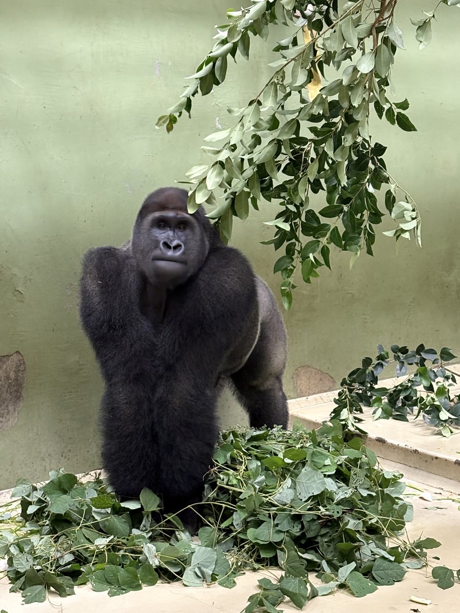 上野動物園［公式］ tweet media