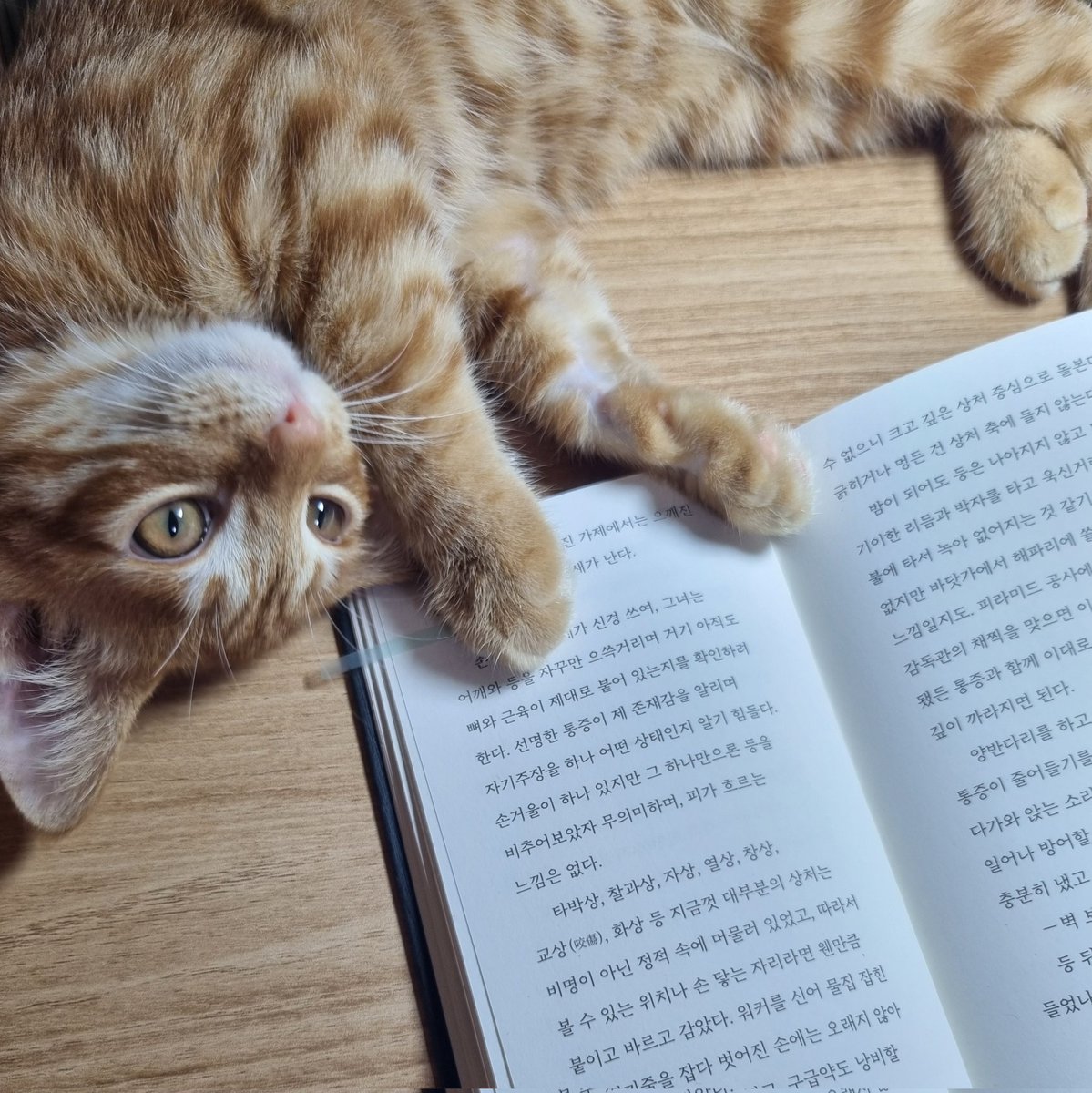 이 분야 탑 김꼬망지 인사드립니다