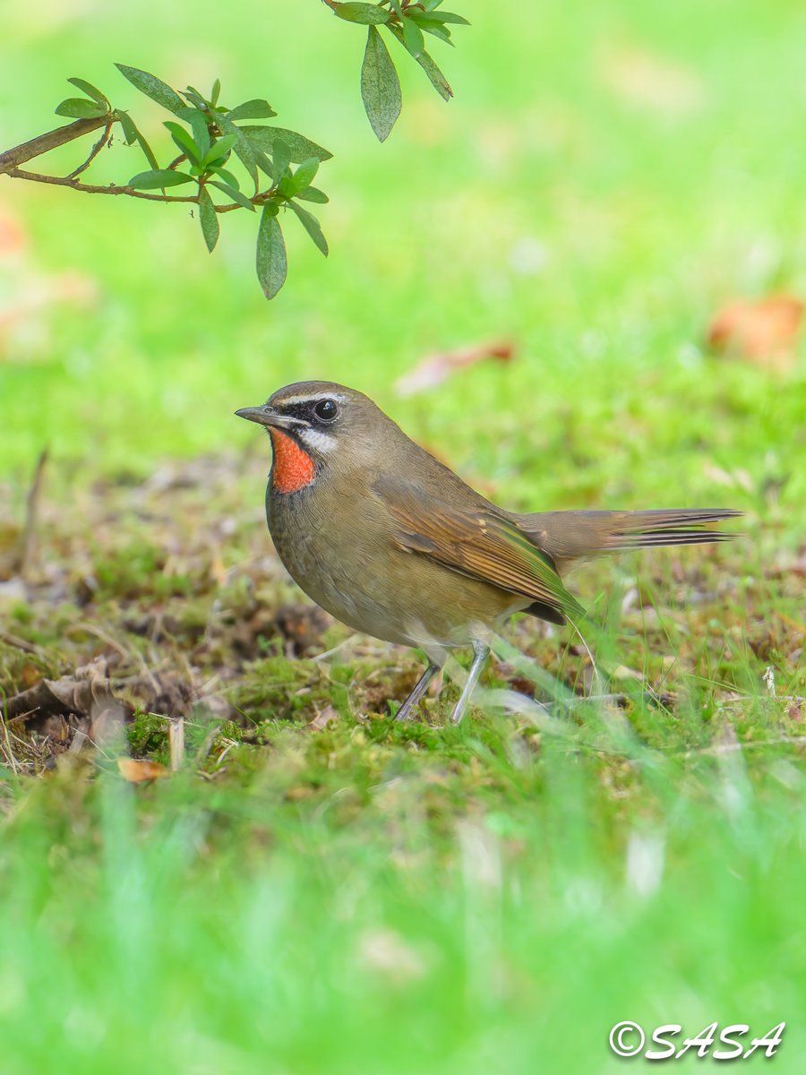確認✧٩(ˊωˋ*)و✧ 原付専門店×げんチャんねる【しゃちょう】 on X
