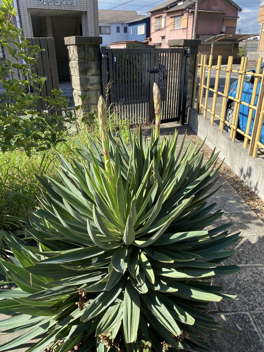 yucca様_ご確認ページ 自然誌古典文庫 on X