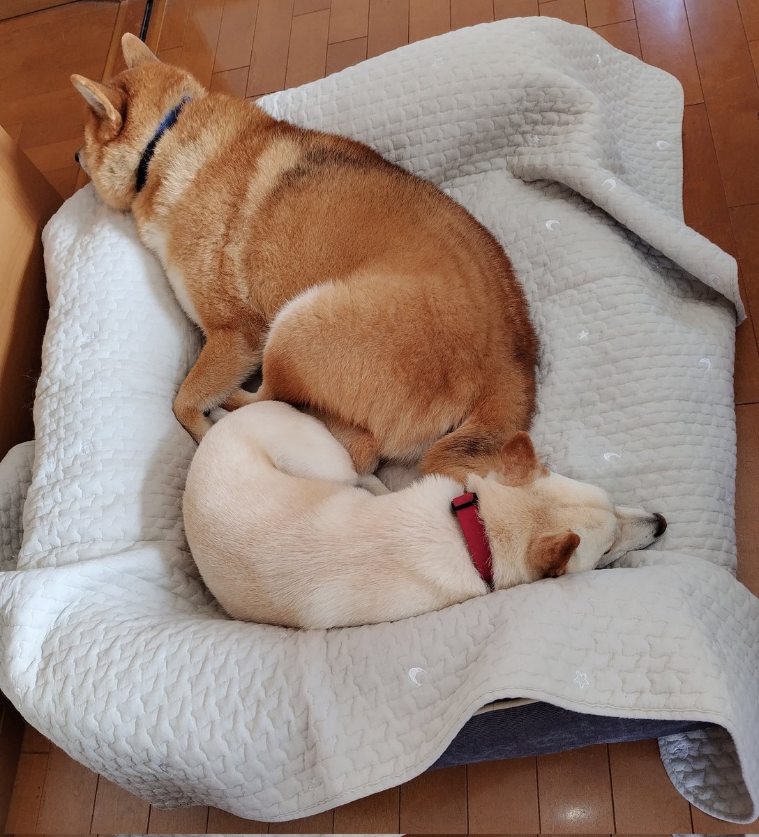 防蟻消毒中のため、２階へ避難中もラブラブ💕
#柴犬　#柴犬兄妹　#なかよし
#イビキが聞こえてきた
#シロアリ対策は大切
#森や畑に囲まれてるからね