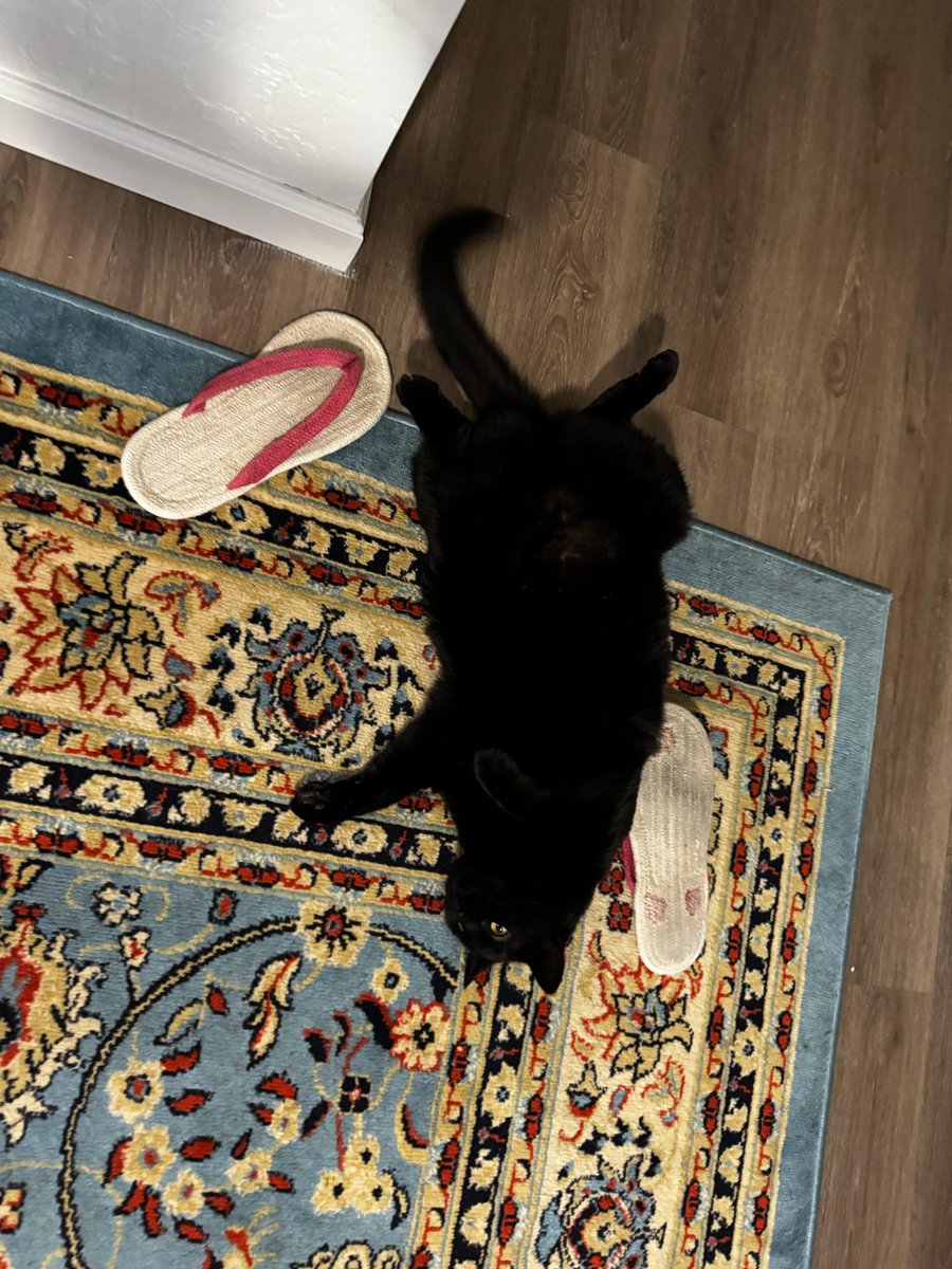 Zephyrcat229DVE🇵🇸🦺🏴🚩🐬 tweet media