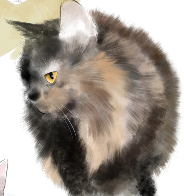 猫練習