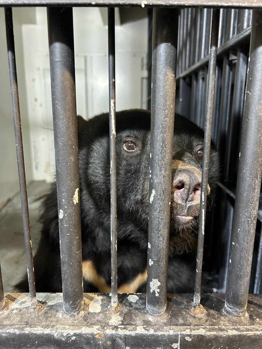 神戸市立王子動物園（公式） on X