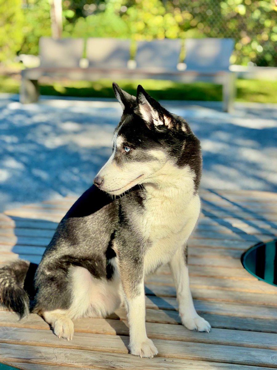 papicoolbeans's tweet photo. My dog having a great time at  the park https://t.co/4tnKf5KB8Z