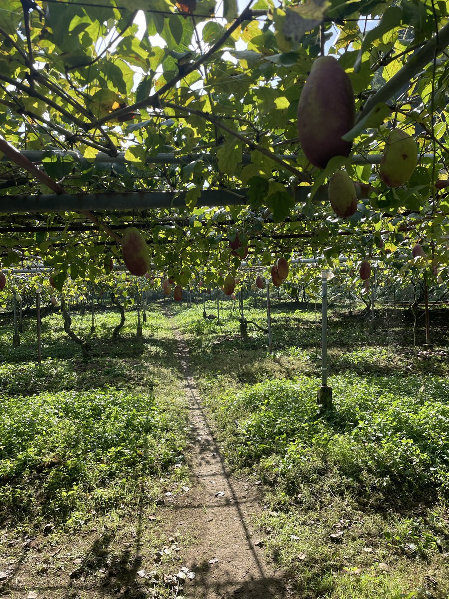 タロイモたろー🍠 on X