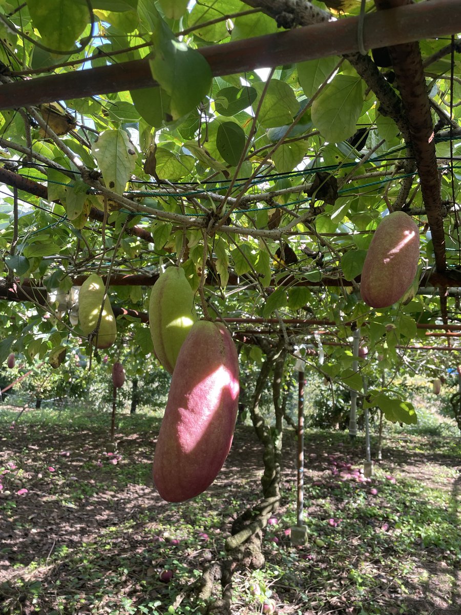 タロイモたろー🍠 on X