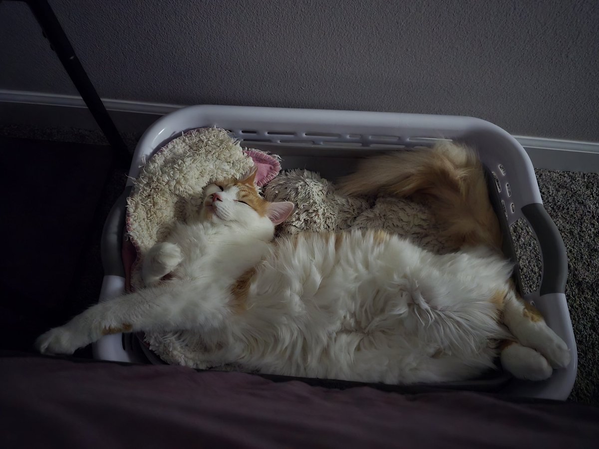 basic_bex's tweet image. Can't afford to not work.  Can't afford to take care of my mental health. Anyways, here's photos of my cats.  WHEN DID THEY GET SO BIG