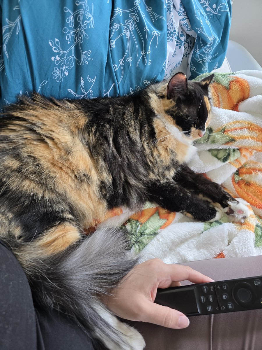 basic_bex's tweet image. Can't afford to not work.  Can't afford to take care of my mental health. Anyways, here's photos of my cats.  WHEN DID THEY GET SO BIG