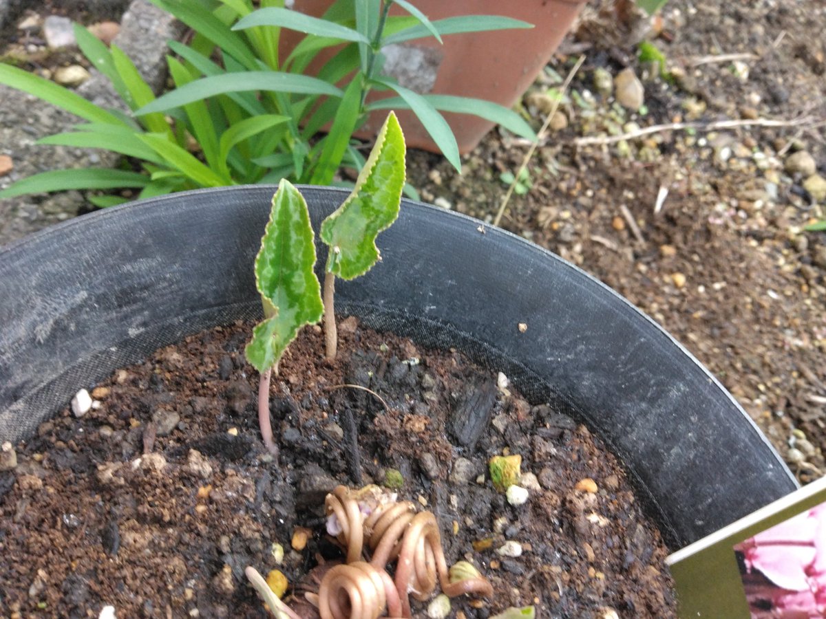 英国シクラメン協会ジャーナル16冊 幻の原種シクラメン ソマレンセ タイルバーン 英国シクラメン協会ジャーナル16冊 幻の原種シクラメン