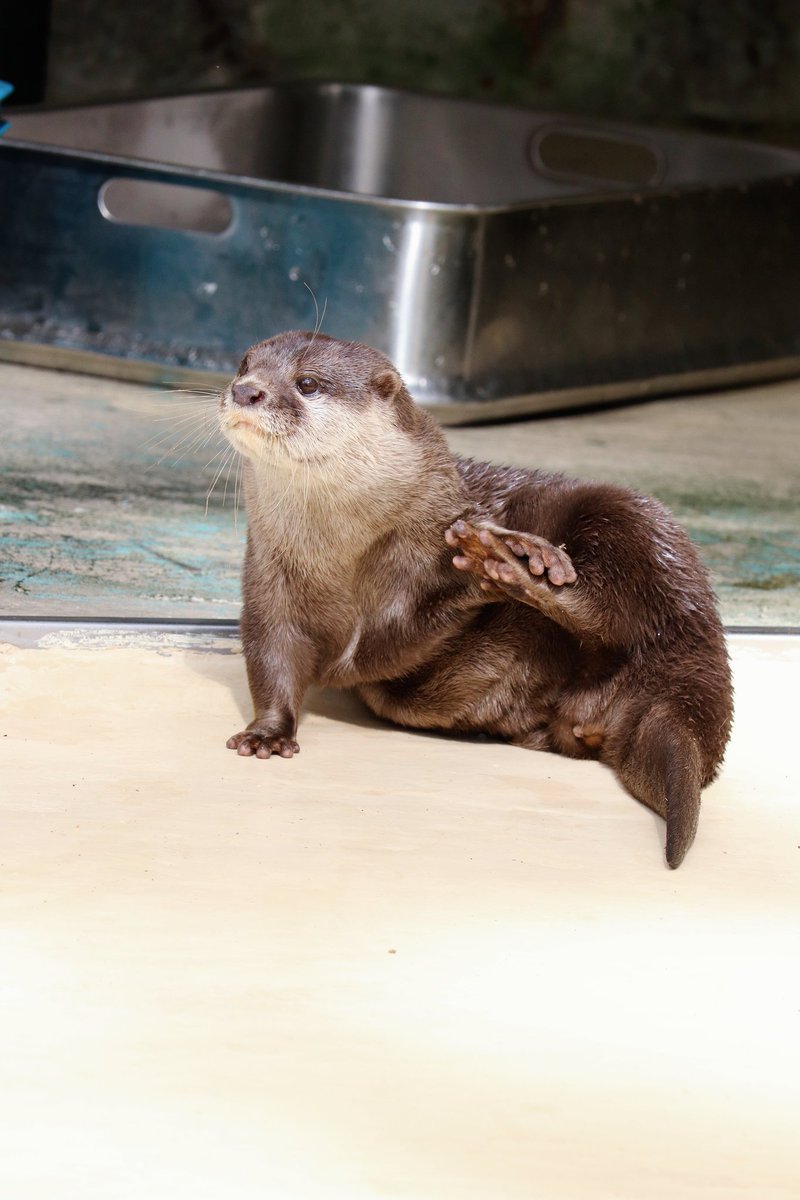 豚カワウソ！ 鷹ファンのカワウソ🦦 (@it_animals) / Posts / X