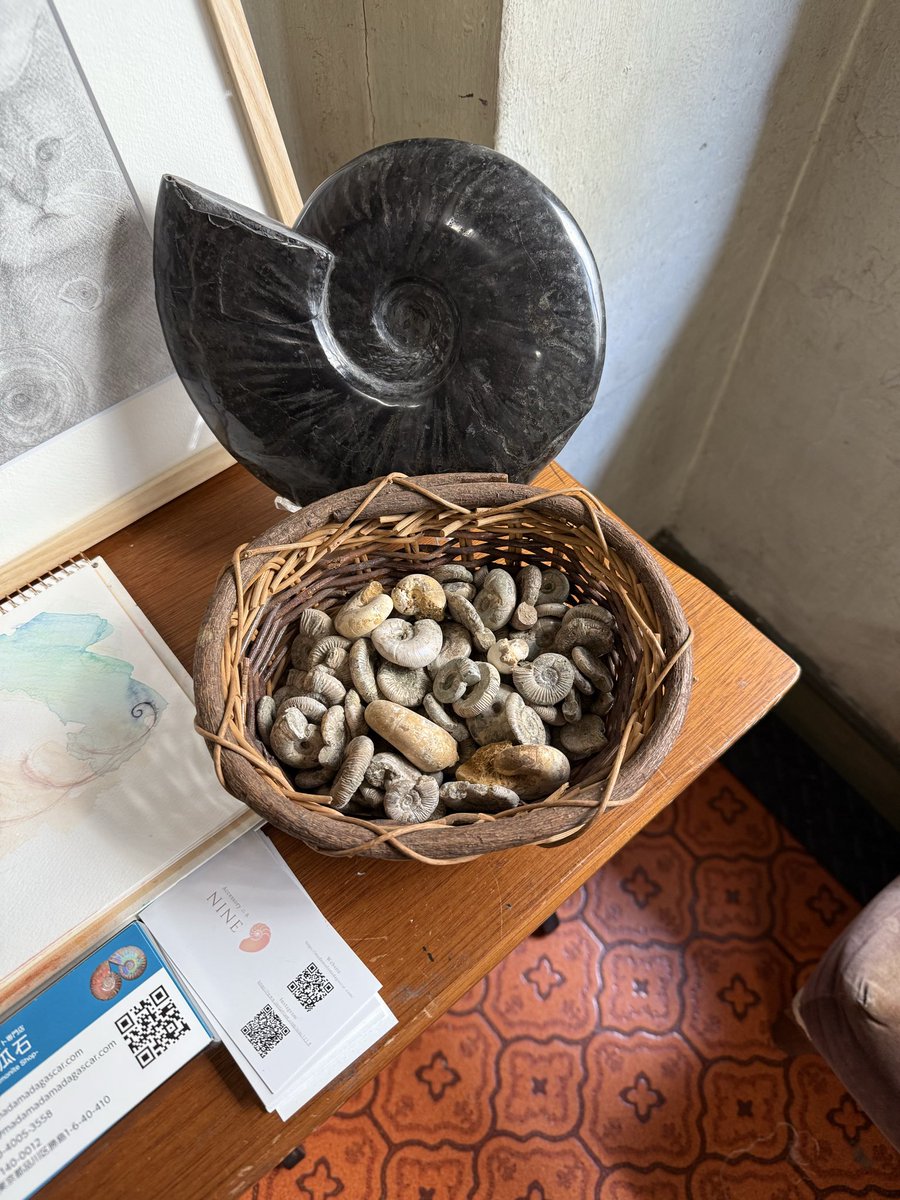 化石　プゾシア 二本木コレクション！プゾシア（メソプゾシア）パシフィカ