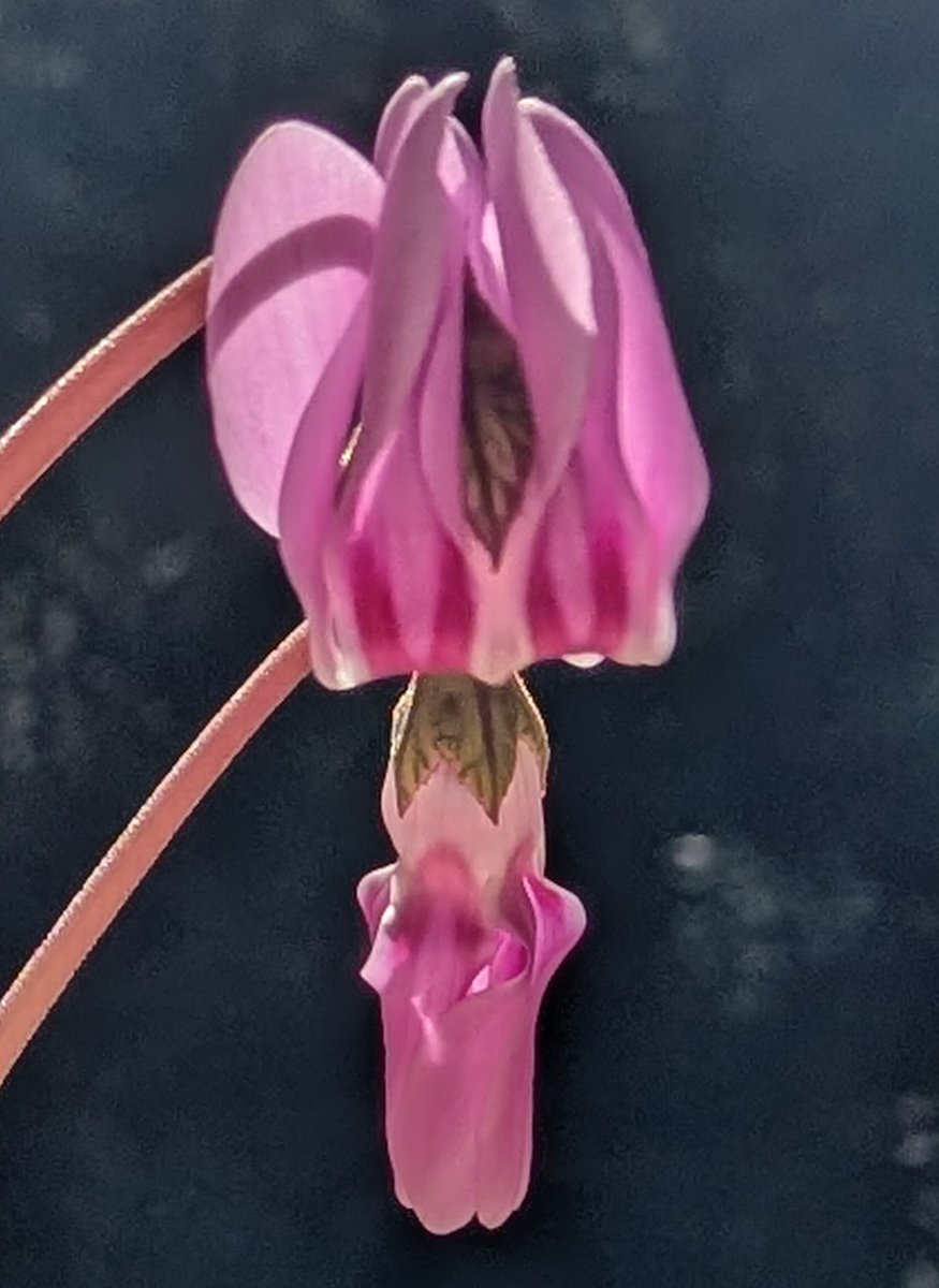 山藤　（山取) 撮影日★2025、04、06日1～5 ★04月,10日そ 山藤 （山取) 撮影日☆2025、04、06日1～5 ☆04月,10