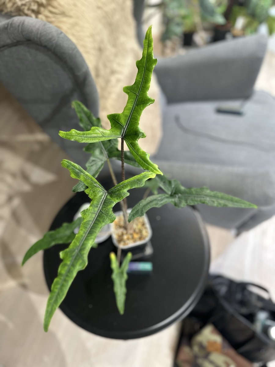 segitake's tweet image. 草増え過ぎてクサぁー