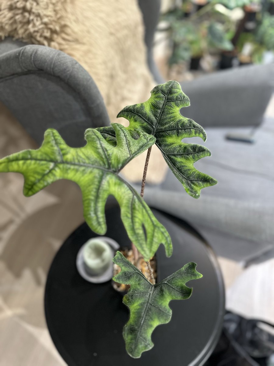 segitake's tweet image. 草増え過ぎてクサぁー