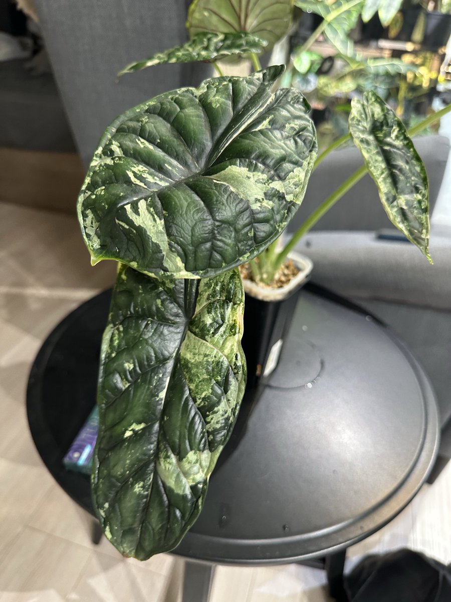 segitake's tweet image. 草増え過ぎてクサぁー