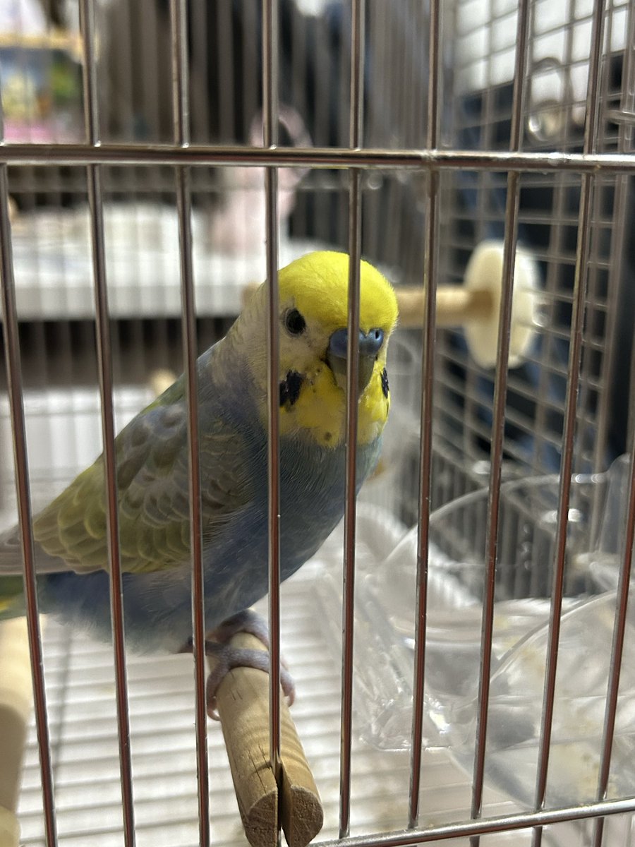 🩷Lisa 13🩷義手ギタリスト🎸💪義手ピックは手作り on X