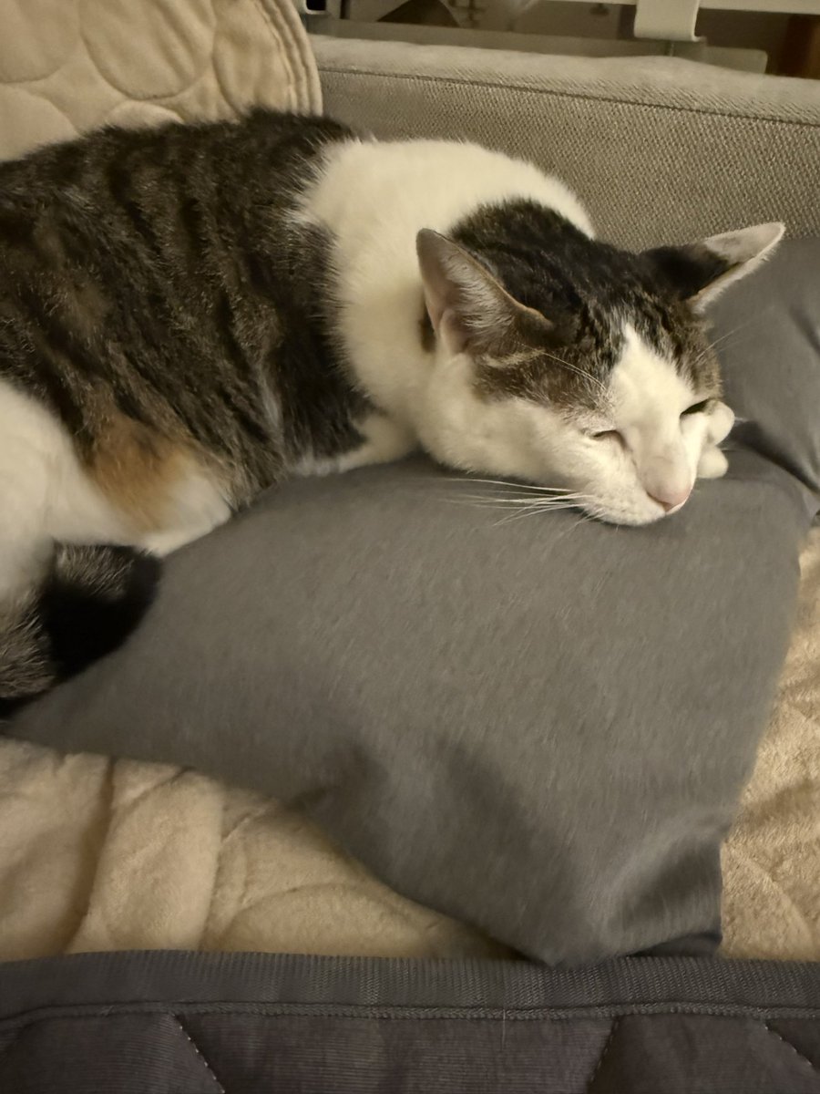 회돌이 쿠션의 사용법을 터득한 듯